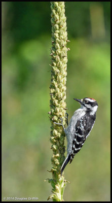 Hairy Woodpecker (Male) on Mullein