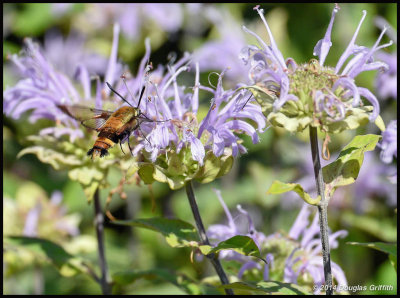 Hummingbird Moth