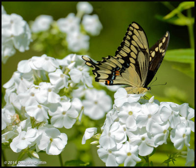 Giant Swallowtail