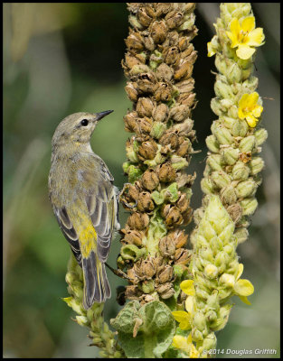 Cape May Warbler on Mullein