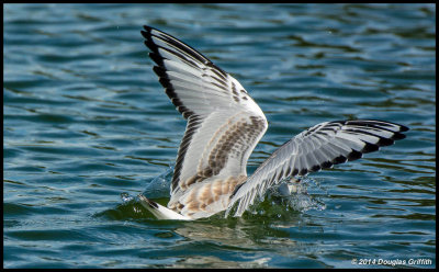 Bonapartes Gull (Juvenile) Fishing: SERIES