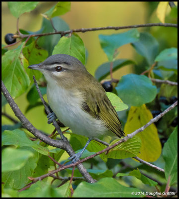 Red-eyed Vireo