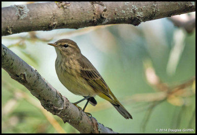 Palm Warbler  