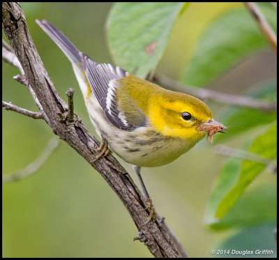 Black-throated Green Warbler