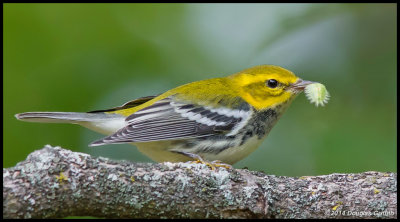Black-throated Green Warbler: Series of Three Images