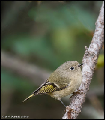 Ruby-crowned Kinglet: SERIES of Two Images