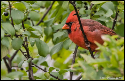 Northern Cardinal (M) in a Berry Bush