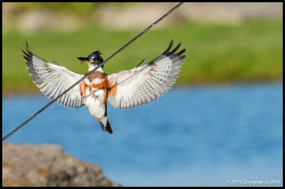 Belted Kingfisher: SERIES
