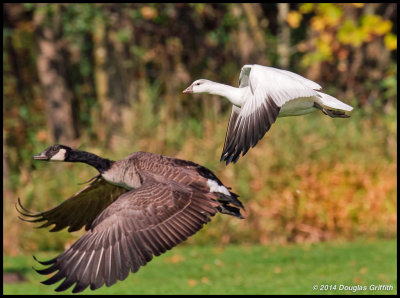 Ross's Goose (Immature) in Formation with Canada Goose: SERIES