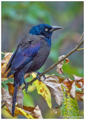 Common Grackle in the Rain: SERIES of THREE
