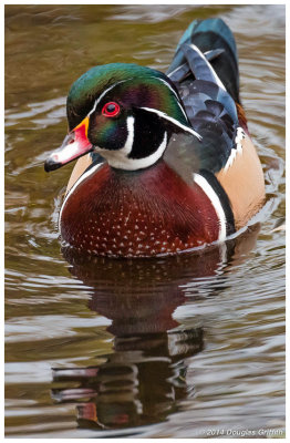 Wood Duck (M): SERIES of Two Images