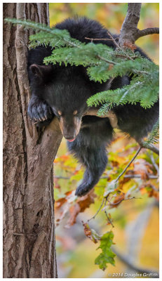 Black Bear (Cub)
