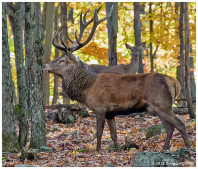 Red Deer (Stag/Hart): SERIES