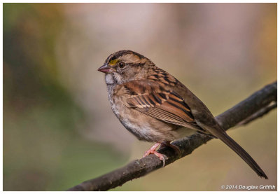 White-throated Sparrow (Immature)