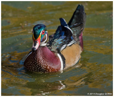 Wood Ducks: SERIES - Male (Upper) and Female (Lower)