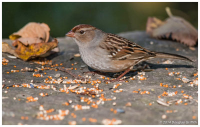 White-crowned Sparrow (Immature)