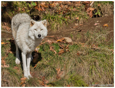 Arctic Wolf (Juvenile)