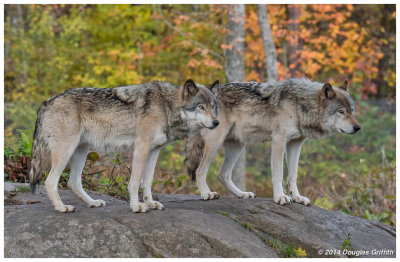 Timber Wolves  