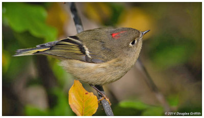 Ruby-crowned Kinglet: SERIES of Two Images