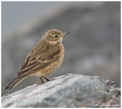 American Pipit: SERIES of Two Images