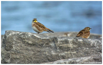 Horned Lark: SERIES of Two Images