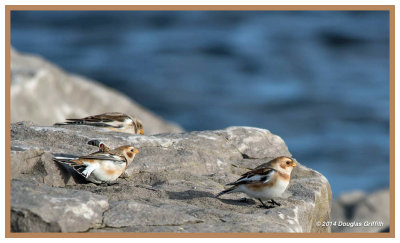 Snow Buntings 