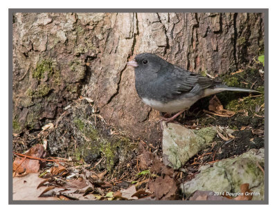 Dark-eyed Junco: SERIES of two Images