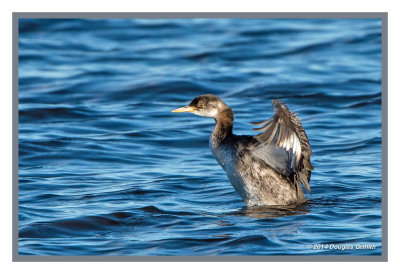 Red-necked Grebe (Juvenile): SERIES of Two Images