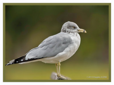 Portrait of a Ring-billed Gull