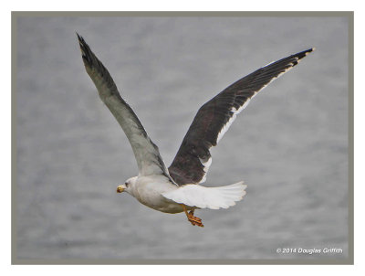 Great Black-backed Gull: SERIES of Two Images