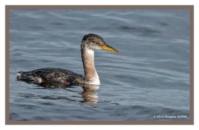 Red-necked Grebe (Juvenile)