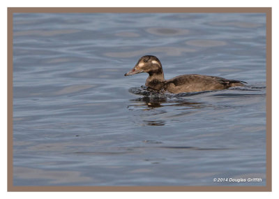 White-winged Scoter (Female)