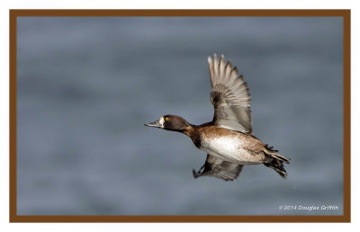 Lesser Scaup(s) (Female(s)): Series of Three Images