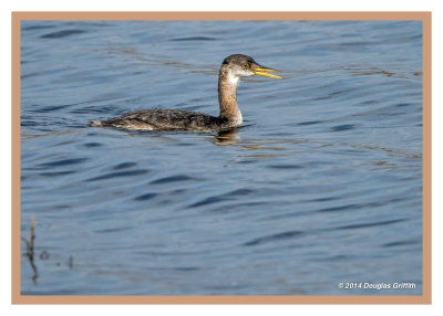Red-necked Grebe (Juvenile)