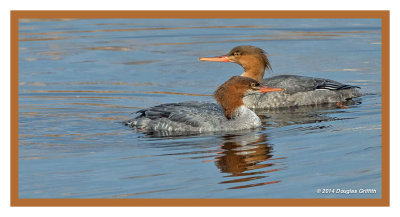 Female Mergansers (Common in Foreground; Red-breasted in Background)