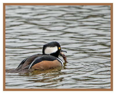 Hooded Merganser (M): SERIES of Two Images