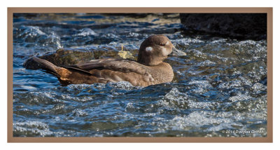 Harlequin Duck (F): SERIES of Three Images