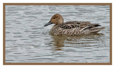 Northern Pintail (F)