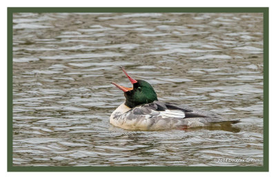 Common Mergansers (M) in Unusual Poses