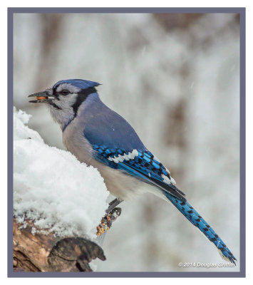 Blue Jay in Snow: SERIES of Two Images