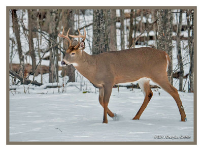 White-tailed Deer: SERIES of Two Images