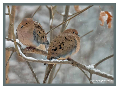 Mourning Doves in a Snowstorm