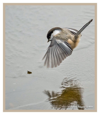 Black-capped Chickadee: SERIES of Two Images