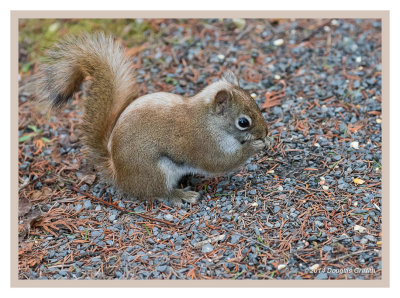 Red Squirrel with Unusual Marking