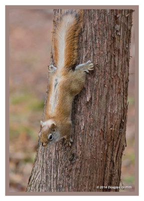 Red Squirrel with Unusual Marking