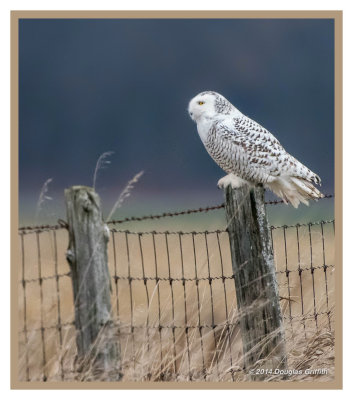 Snowy Owl (Female/Juvenile): SERIES