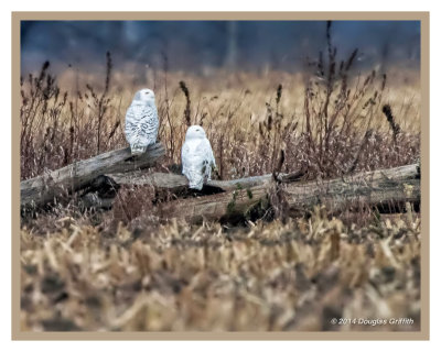 Snowy Owls: SERIES of Two Images