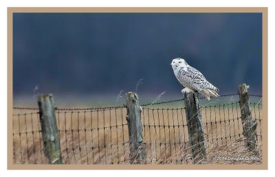 Snowy Owl (Female/Juvenile): SERIES of Two Images
