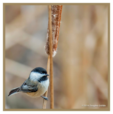 Black-capped Chickadee: SERIES of Three Images