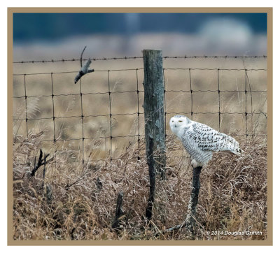 Snowy Owl (Female/Juvenile): SERIES of Four Images